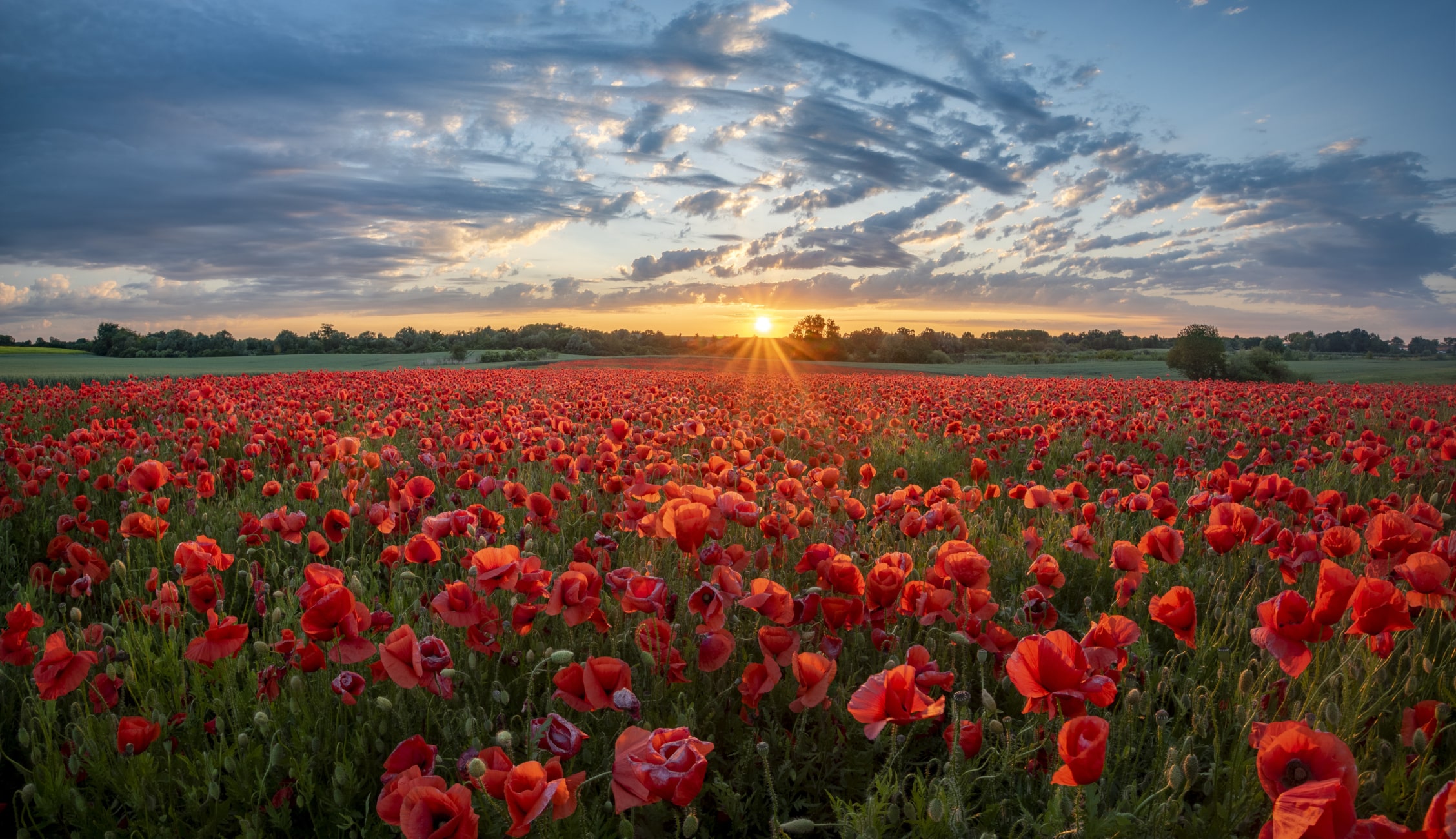 Rote Mohnblumen 